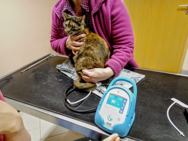 Blutdruckmessung bei der Katze